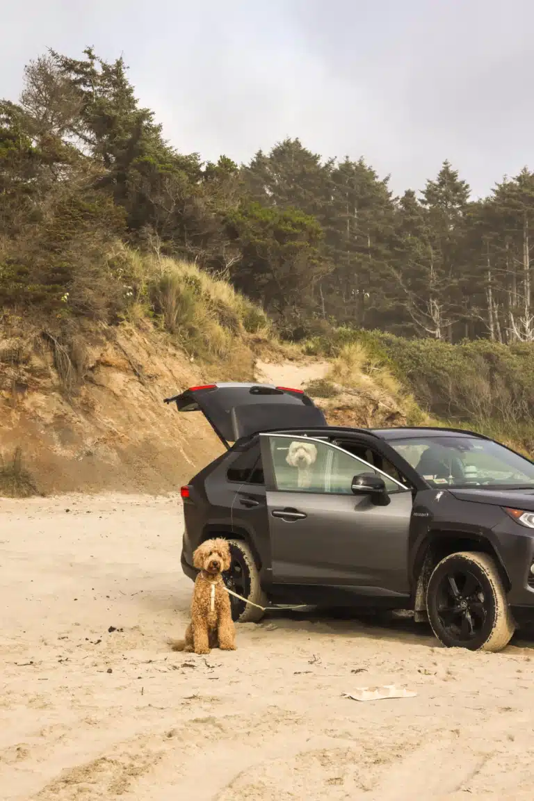 10 Must-Ask Questions Before Traveling by Car with a Dog