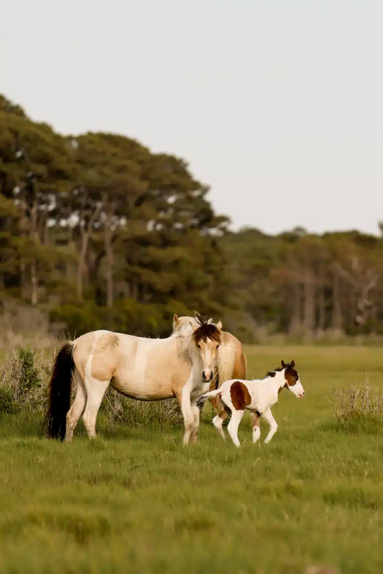 Dog-Friendly Gems Along the East Coast Worth Seeking Out