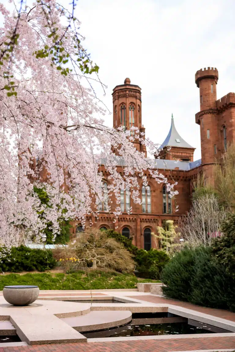 Cherry Blossom Guide: Best Spots in Washington DC